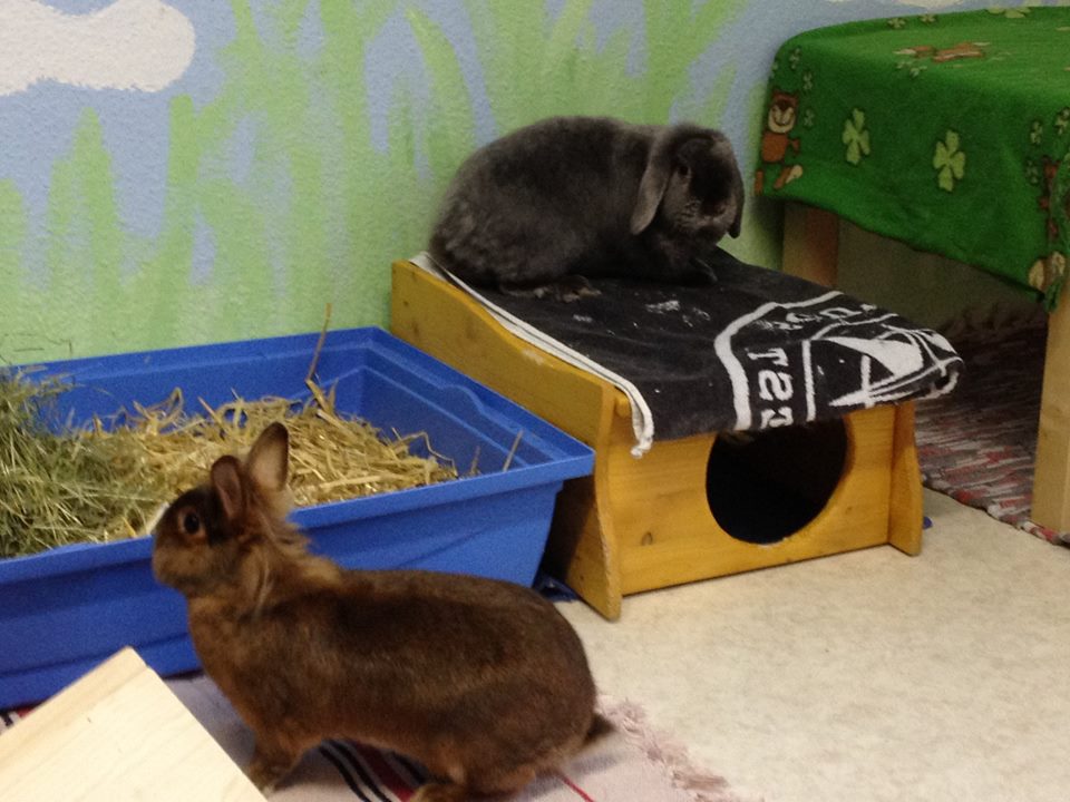 10461730 1507120179572940 5647289379005246349 n