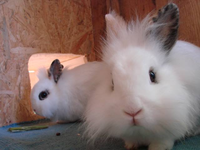 10665119 1477996655818626 4875258413287746509 n