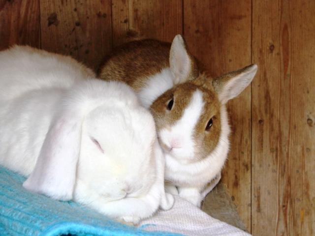 2 Kaninchen