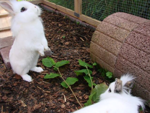 2 Weisse Kaninchen draussen