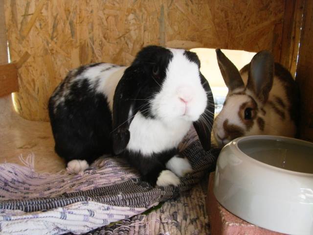 Kaninchen immer in Aufbruch